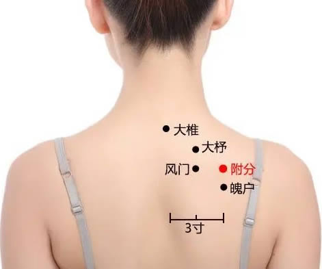 附分穴的正确位置图