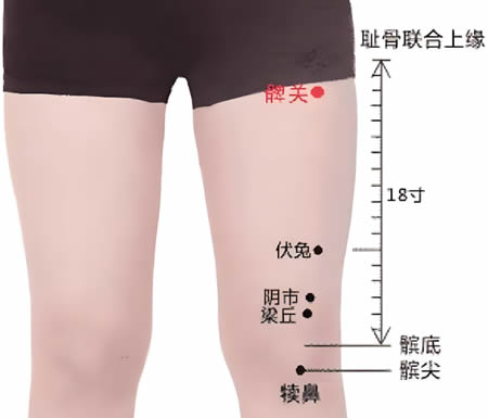 髀关穴的正确位置图
