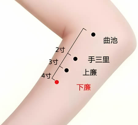 下廉穴的正确位置图