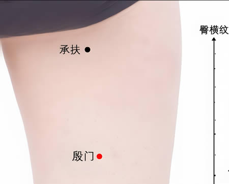 殷门穴的正确位置图